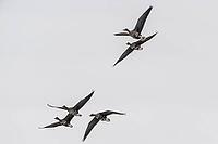 White-fronted geese (Anser albifrons), Lower Saxony, Germany [IBR124153307]