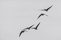 White-fronted geese (Anser albifrons), Lower Saxony, Germany [IBR124153308]