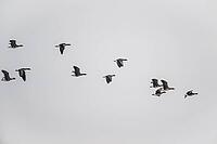 White-fronted geese (Anser albifrons), Lower Saxony, Germany [IBR124153309]
