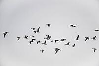 White-fronted geese (Anser albifrons), Lower Saxony, Germany [IBR124153310]