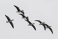White-fronted geese (Anser albifrons), Lower Saxony, Germany [IBR124153311]