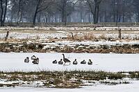 White-fronted geese (Anser albifrons), Lower Saxony, Germany [IBR124153313]