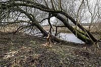 Feeding traces of beavers (Castor fieber) on willows (Salix), Lower Saxony, Germany [IBR124153315]