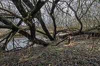 Feeding traces of beavers (Castor fieber) on willows (Salix), Lower Saxony, Germany [IBR124153316]