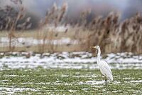 Great White Egret (Ardea alba), Lower Saxony, Germany [IBR124153317]