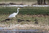 Great White Egret (Ardea alba), Lower Saxony, Germany [IBR124153318]