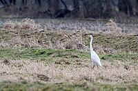 Great White Egret (Ardea alba), Lower Saxony, Germany [IBR124153322]