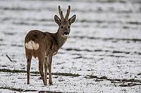 Roe deer (Capreolus capreolus), Lower Saxony, Germany [IBR124153323]