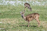 Roe deer (Capreolus capreolus), Lower Saxony, Germany [IBR124153324]
