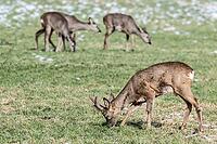 Roe deer (Capreolus capreolus), Lower Saxony, Germany [IBR124153325]