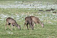 Roe deer (Capreolus capreolus), Lower Saxony, Germany [IBR124153326]