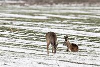 Roe deer (Capreolus capreolus), Lower Saxony, Germany [IBR124153331]