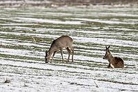 Roe deer (Capreolus capreolus), Lower Saxony, Germany [IBR124153333]