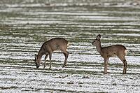 Roe deer (Capreolus capreolus), Lower Saxony, Germany [IBR124153335]