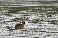 Roe deer (Capreolus capreolus), Lower Saxony, Germany [IBR124153336]