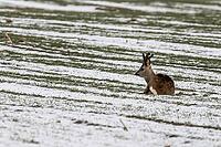 Roe deer (Capreolus capreolus), Lower Saxony, Germany [IBR124153337]