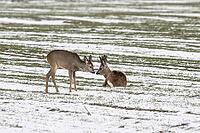 Roe deer (Capreolus capreolus), Lower Saxony, Germany [IBR124153338]