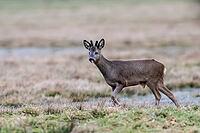 Roe deer (Capreolus capreolus), Lower Saxony, Germany [IBR124153340]