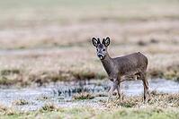 Roe deer (Capreolus capreolus), Lower Saxony, Germany [IBR124153341]