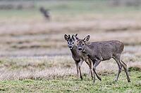 Roe deer (Capreolus capreolus), Lower Saxony, Germany [IBR124153342]
