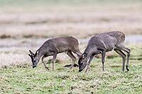 Roe deer (Capreolus capreolus), Lower Saxony, Germany [IBR124153343]