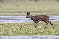 Roe deer (Capreolus capreolus), Lower Saxony, Germany [IBR124153344]
