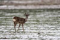 Roe deer (Capreolus capreolus), Lower Saxony, Germany [IBR124153345]