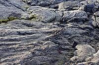 Mountain slope covered with mosses, near Lake Myvatn, northeast Iceland, Iceland [IBR124192753]