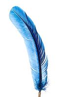 Quill pen from a blue feather, on white background [IBR124192772]