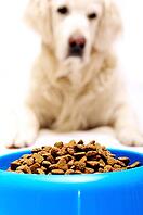 Golden retriever dog in front of his bowl with pet food [IBR124192773]