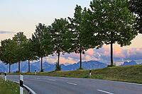 This atmospheric photo captures the peace and quiet of a Bavarian Alpine foothills at dusk. In the foreground, an asphalted road with border posts winds through the picture. A series of evenly grown deciduous trees line the rolling grass hill and forms a  [IBR124192778]