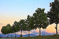 This atmospheric photo captures the peace and quiet of a Bavarian Alpine foothills at dusk. In the foreground, an asphalted road with border posts winds through the picture. A series of evenly grown deciduous trees line the rolling grass hill and forms a  [IBR124192780]