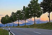 This atmospheric photo captures the peace and quiet of a Bavarian Alpine foothills at dusk. In the foreground, an asphalted road with border posts winds through the picture. A series of evenly grown deciduous trees line the rolling grass hill and forms a  [IBR124192781]