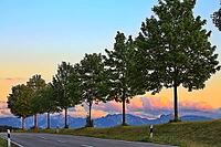 This atmospheric photo captures the peace and quiet of a Bavarian Alpine foothills at dusk. In the foreground, an asphalted road with border posts winds through the picture. A series of evenly grown deciduous trees line the rolling grass hill and forms a  [IBR124192782]
