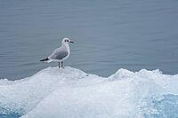 Seagull on an iceberg, Jökulsárlón, South Iceland, Iceland [IBR124192797]