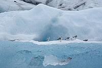 Seagulls on an iceberg, Jökulsárlón, South Iceland, Iceland [IBR124192798]