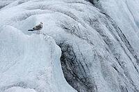 Seagull on an iceberg, Jökulsárlón, South Iceland, Iceland [IBR124192810]