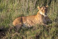 Lion (Panthera leo), morning light, Serengeti National Park, Tanzania [IBR124200511]