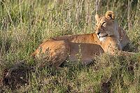 Lion (Panthera leo), morning light, Serengeti National Park, Tanzania [IBR124200512]