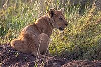 Lion (Panthera leo), young, juvenile, Serengeti National Park, Tanzania [IBR124200514]