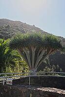 A majestic dragon tree (Dracaena draco) with a view of the Atlantic Ocean on La Palma. Bright blue sky and coastal landscape in the background - typical flora of the Canary Islands [IBR124200515]