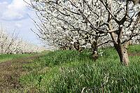 Flowering plum garden. Farm garden in spring [IBR124200543]