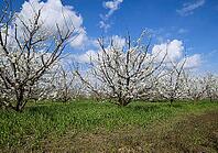 Flowering plum garden. Farm garden in spring [IBR124200545]