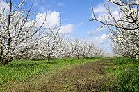 Flowering plum garden. Farm garden in spring [IBR124200546]