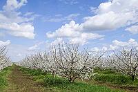 Flowering plum garden. Farm garden in spring [IBR124200547]
