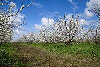 Flowering plum garden. Farm garden in spring [IBR124200548]
