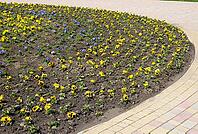 Flower bed. Yellow and blue flowers on the flowerbed [IBR124200552]