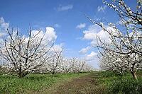 Flowering plum garden. Farm garden in spring [IBR124200556]