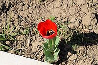 Red tulips bloom in the flowerbed. Flowering of tulips [IBR124200557]