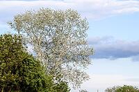 Landscape Silvery poplar and other trees against the sky [IBR124200559]